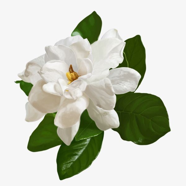 گل یاسمین یا جاسمین رایحه ای بینظیر در پولویی پارفومز